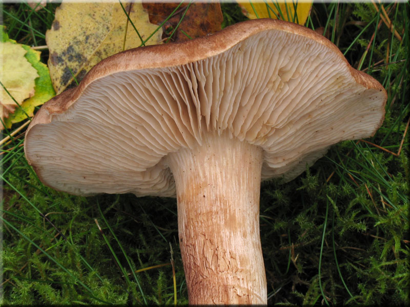 Feinschuppiger Ritterling - Tricholoma imbricatum