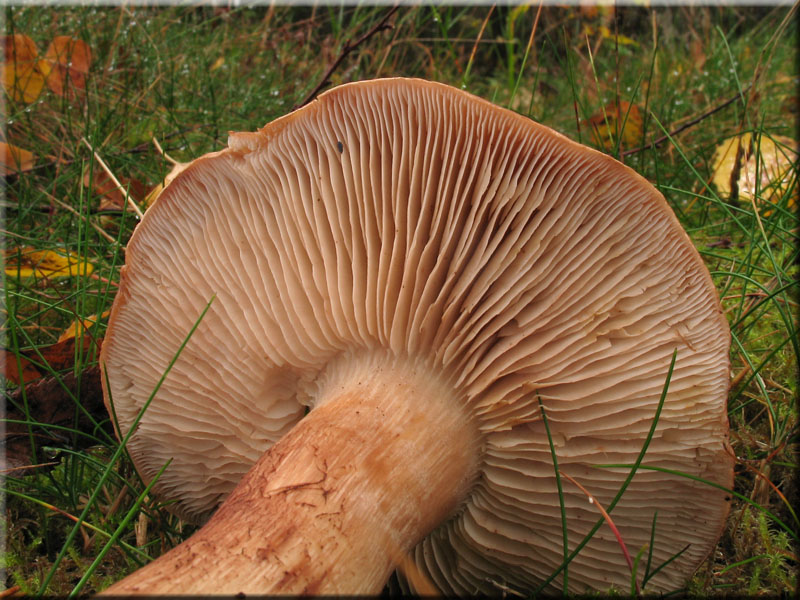 Feinschuppiger Ritterling - Tricholoma imbricatum