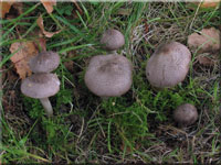 Mausgrauer Erd-Ritterling - Tricholoma myomyces