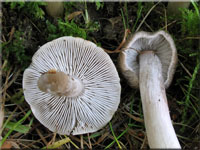 Mausgrauer Erd-Ritterling - Tricholoma myomyces