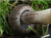 Mausgrauer Erd-Ritterling - Tricholoma myomyces