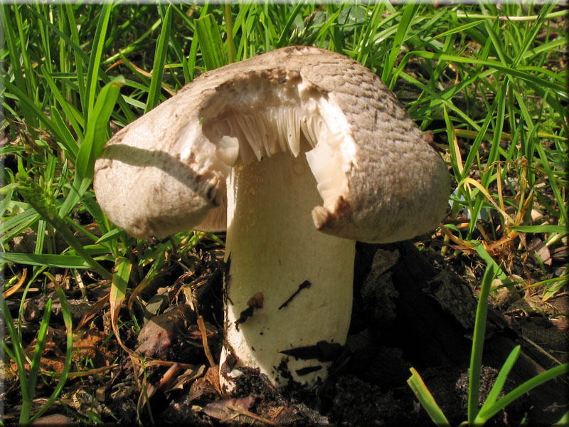 Tiger-Ritterling - Tricholoma pardalotum