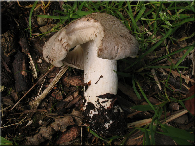 Tiger-Ritterling - Tricholoma pardalotum
