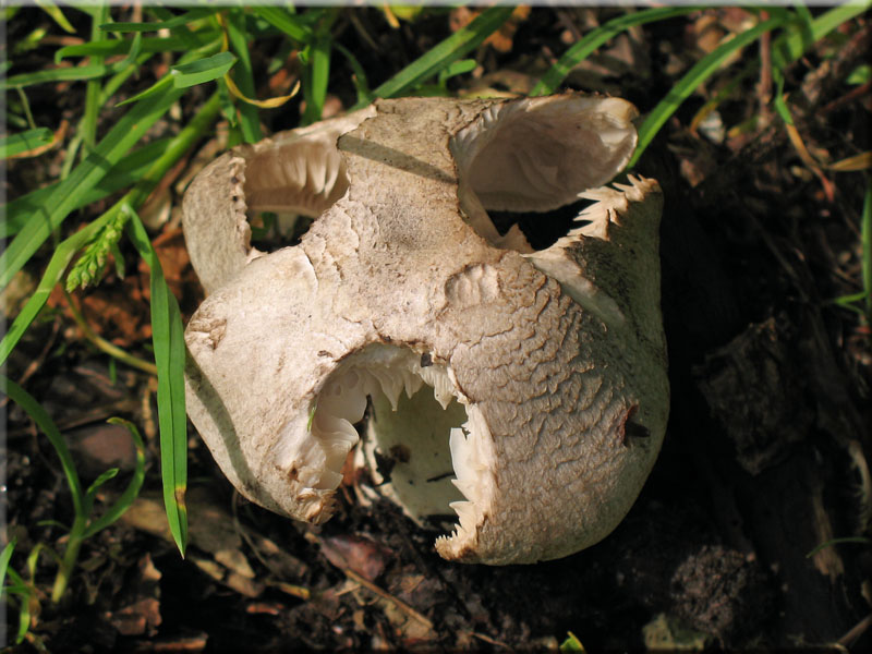 Tiger-Ritterling - Tricholoma pardalotum