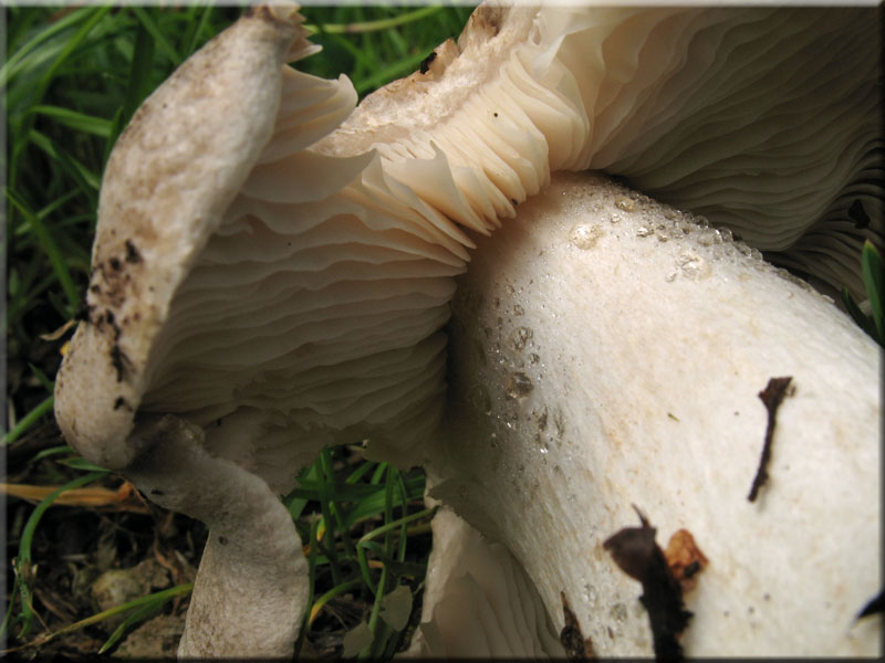 Tiger-Ritterling - Tricholoma pardalotum