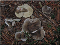 Seifen-Ritterling - Tricholoma saponaceum
