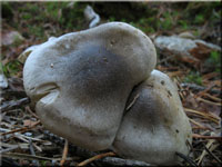 Seifen-Ritterling - Tricholoma saponaceum