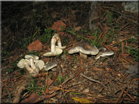 Seifen-Ritterling - Tricholoma saponaceum