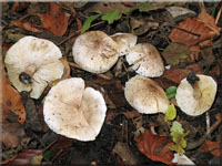 Gilbender Erd-Ritterling - Tricholoma scalpturatum