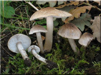 Gilbender Erd-Ritterling - Tricholoma scalpturatum