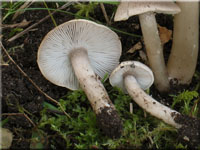 Gilbender Erd-Ritterling - Tricholoma scalpturatum