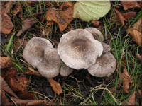 Gilbender Erd-Ritterling - Tricholoma scalpturatum