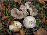 Gilbender Erd-Ritterling - Tricholoma scalpturatum