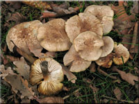 Gilbender Erd-Ritterling - Tricholoma scalpturatum