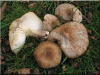 Gilbender Erd-Ritterling - Tricholoma scalpturatum