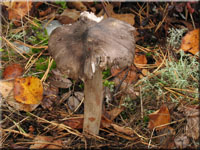Schrflicher Ritterling - Tricholoma sciodes