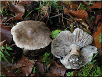 Schärflicher Ritterling - Tricholoma sciodes