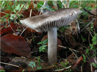 Schrflicher Ritterling - Tricholoma sciodes
