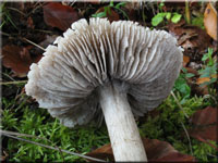 Schrflicher Ritterling - Tricholoma sciodes