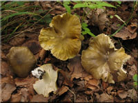 Grngelber Ritterling - Tricholoma sejunctum