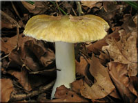 Grüngelber Ritterling - Tricholoma sejunctum