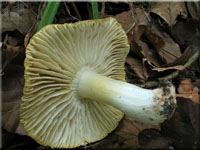 Grngelber Ritterling - Tricholoma sejunctum