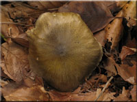 Grngelber Ritterling - Tricholoma sejunctum