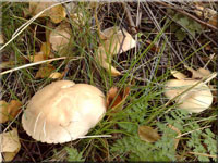 Gerippter Gas-Ritterling - Tricholoma stiparophyllum