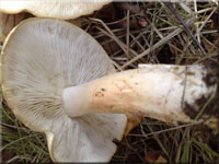 Gerippter Gas-Ritterling - Tricholoma stiparophyllum