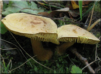 Gemeiner Schwefel-Ritterling - Tricholoma sulfureum