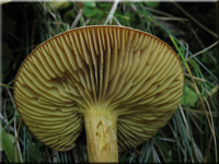 Gemeiner Schwefel-Ritterling - Tricholoma sulfureum