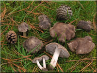 Gemeiner Erd-Ritterling - Tricholoma terreum 