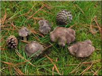 Gemeiner Erd-Ritterling - Tricholoma terreum 