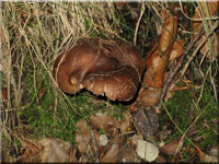 Brandiger Ritterling - Tricholoma ustale