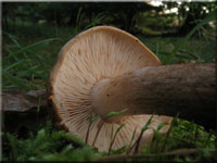 Brandiger Ritterling - Tricholoma ustale