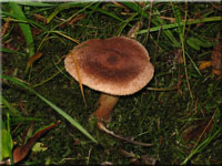 Zottiger Ritterling - Tricholoma vaccinum