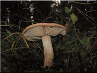 Zottiger Ritterling - Tricholoma vaccinum