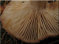 Zottiger Ritterling - Tricholoma vaccinum