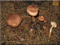 Zottiger Ritterling - Tricholoma vaccinum