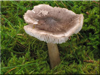 Brennendscharfer Ritterling - Tricholoma virgatum