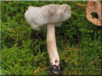 Brennendscharfer Ritterling - Tricholoma virgatum