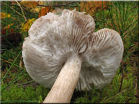 Brennendscharfer Ritterling - Tricholoma virgatum