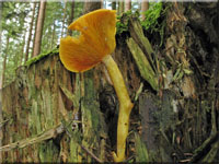 Olivgelber Holzritterling - Tricholomopsis decora