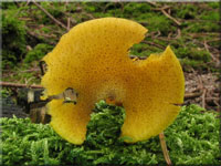 Olivgelber Holzritterling - Tricholomopsis decora
