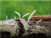 Schneeweißes Fadenkeulchen - Typhula spathulata