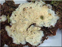 Alutaceodontia alutacea