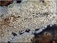 Grünschwarzer Filzrindenpilz - Byssocorticium atrovirens