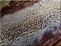 Alutaceodontia alutacea