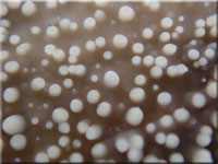 Alutaceodontia alutacea
