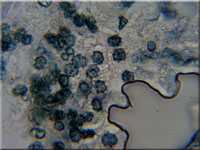 Amaurodon atrocyanea